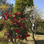 ファイル 2017-04-10 14 12 18